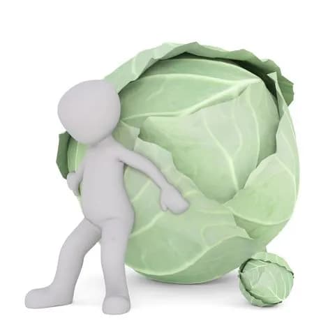 hold the huge wihte cabbage 